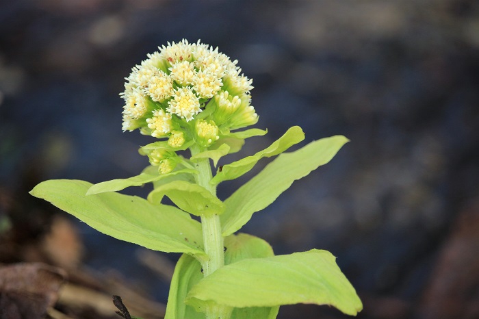 水芭蕉の季節に見るフキノトウ。フキノトウの季節は深山の雪国での山菜の季節の始まりを告げる、待望の季節の始まりの姿です（２０２３年４月１８日）。