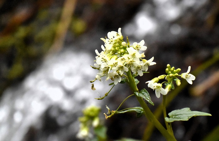 山ワサビの花が光り輝く美しさを魅せていたこの日、山ワサビのそばを流れる清流の流れも本当に美しく綺麗でした（２０２４年４月２２日）。