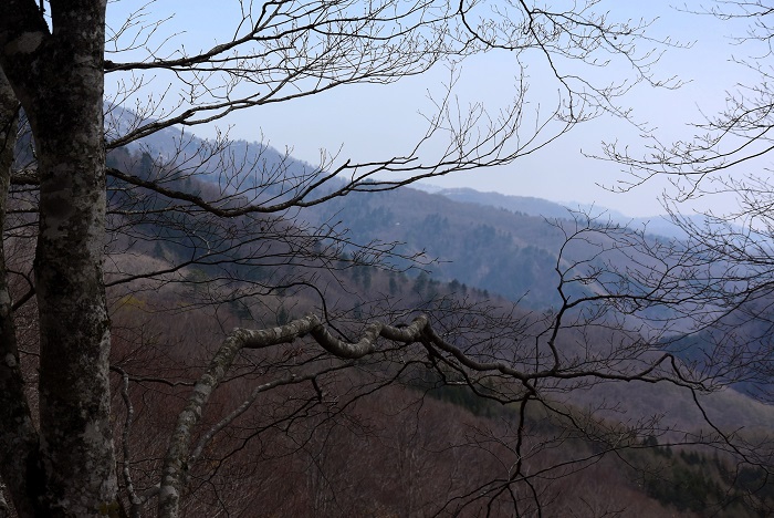 今年も、長い冬が終わり待望の春の訪れとともに、忙しい山菜採りの季節がやってきました（２０２４年４月２２日）。