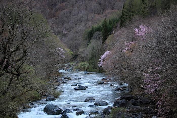 春の桧枝岐川渓谷と桜の景観です。下流の檜枝岐川でも自然美あふれる壮大な川の流れが見られます（２０２４年４月２５日）。