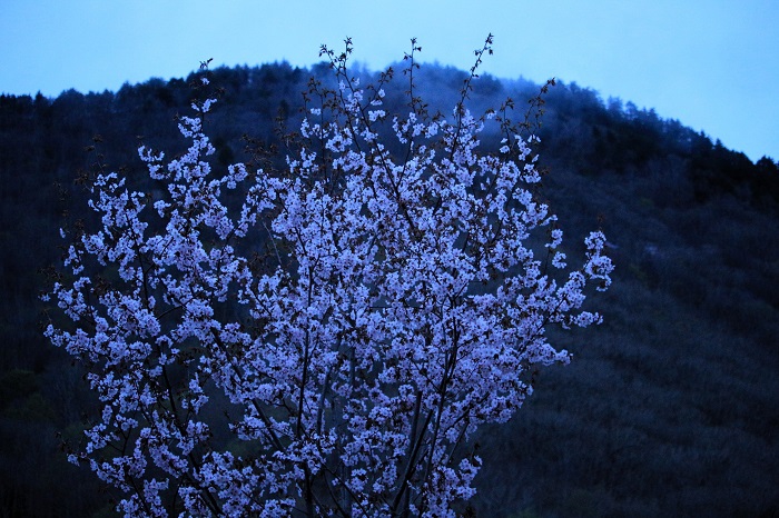 羽毛山（標高１３４７．６ｍ）と山桜を望む春の光景です（２０２４年４月２５日）。
