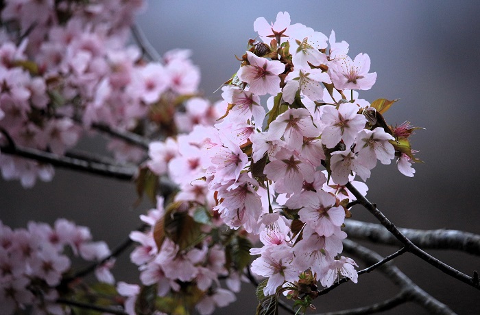 檜枝岐村村内で、待ちわびた春の桜の光景が数多く見られ始めた頃でした（２０２４年４月２５日）。