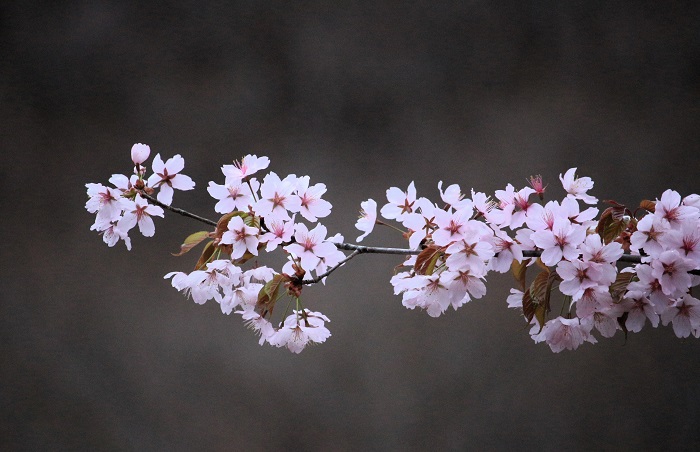 長い長い檜枝岐村の冬の終りの後に、フキノトウやコゴミとともにようやく美しい姿を見せ始めた、桜の可憐で美しい光景です（２０２４年４月２５日）。