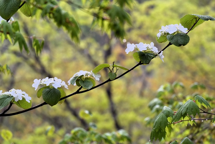 夜明けの早朝に見るオオカメノキの純白の花々。春という季節の素晴らしさを教えてくれる、かけがえのない深山の名花です（２０２４年４月３０日）。