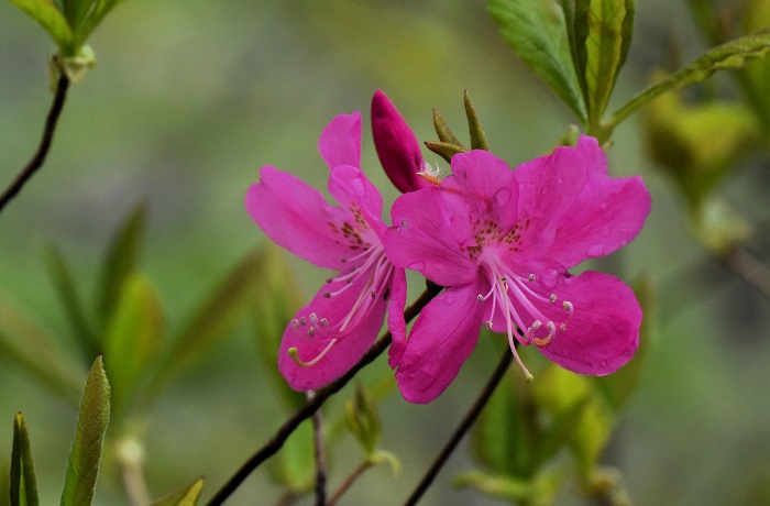 ツツジの女王ともいわれるムラサキヤシオツツジ。ブナの原生林の新緑の美しさに寄り添うように咲くその姿はオオカメノキとともに、深山の春の素晴らしさを教えてくれる、かけがえのない美しい名花です（２０２４年４月３０日）。