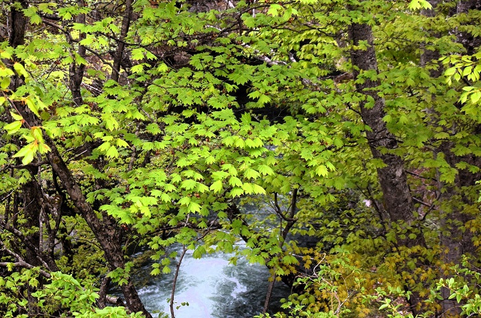 楓やモミジの新緑の色合いが本当に綺麗なこの日でした。清流の流れとともに美しい春の姿が見られました（２０２４年５月１日）。