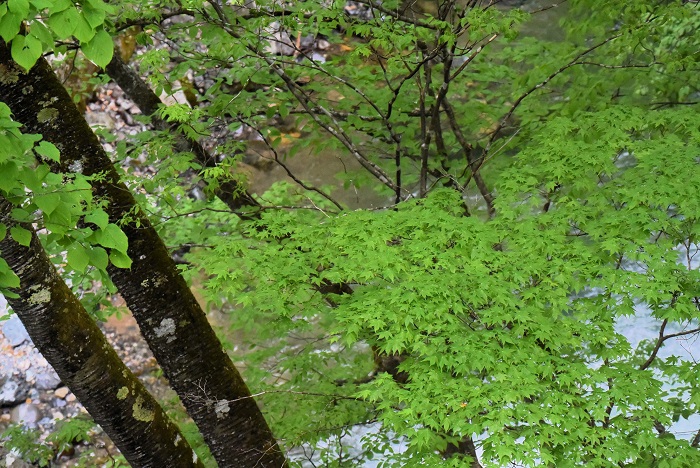 桧枝岐川を真下に望みながら見る新緑の景観は、川の流れのせせらぎの音の中で、より一層美しく見られました（２０２４年５月８日）。