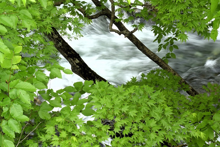 雪解け水流れる春の檜枝岐川とモミジの新緑の光景です（２０２４年５月８日）。