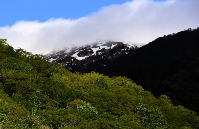 鮮やかな新緑の季節の始まりの景観の奥に、花の名山・会津駒ケ岳（標高２１３２．４ｍ）の姿を望んで（２０２４年５月８日）。