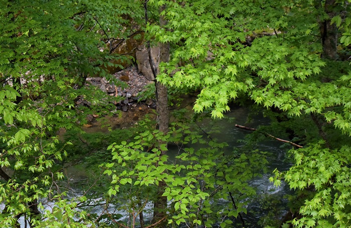 桧枝岐川の流れとともに見るモミジの新緑は、春という季節の素晴らしさを教えてくれるような本当に鮮やかな色合いでした（２０２４年５月８日）。