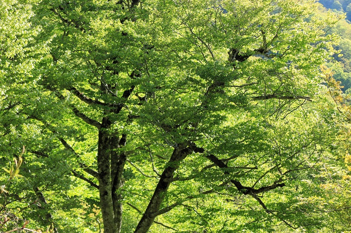 檜枝岐村の春の祭礼の前日、尾瀬ブナ坂では本当に鮮やかな新緑の姿が見られました（２０２４年５月１１日）。