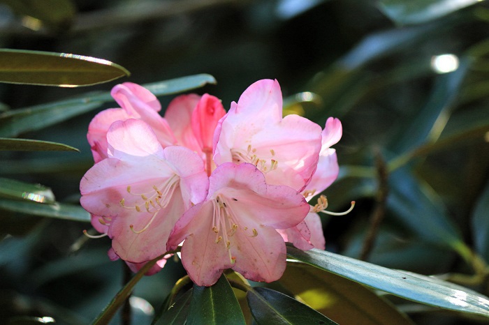 アズマシャクナゲは昨年大輪の花々がいっぱい見られましたが、今年は数は少なめでした（２０２４年５月１１日）。