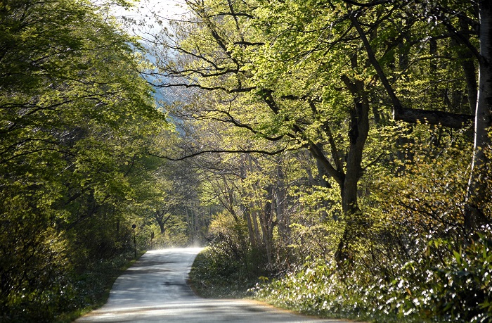 ５月中旬頃になると尾瀬ブナ平にもほとんど雪もなくなり、ブナ平上部の新緑が日ごとに鮮やかさを増してゆくのがはっきり見られました（２０２４年５月１６日）。