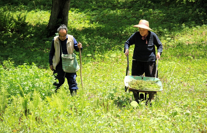 新緑の晴天の中ワラビを採って戻る父と母です。父９０歳、母８７歳。どちらも、大自然の中で山菜とともに生きて６０年以上の年数は超えていると思います（２０２４年５月２２日）。