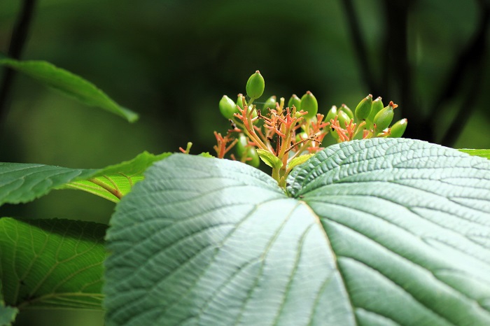 ６月末には、オオカメノキの花々も、花々の終了から実をつけ始めている光景が見られ始めた頃でした（２０２４年６月２４日）。