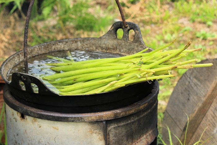 良くそろえて葉を切り落としたら、熱湯でよく茹でます。フキの皮をむく場合と、むかないで茹でる場合とがあります（小沢平開墾地にて・２０２４年６月２５日）。