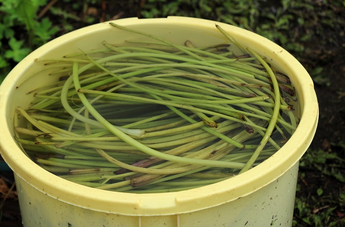 熱湯でしばらく茹でた後、冷たいきれいな清水で冷水にさらします。この日はこの大きめの樽一つ採れました（小沢平開墾地にて・２０２４年６月２５日）。