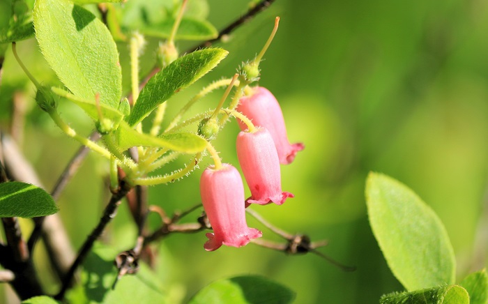 ウラジロヨウラクツツジの花々の美しさと可憐さは毎年心癒される光景の一つです（２０２４年７月５日）。