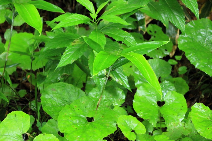 フキの緑と笹の葉の緑が梅雨の雨に濡れて光り輝く光景です。水と光の成す光景に出会える雨の日は、冬の雪の日同様に好きな天候の一つです（小沢平ブナ樹海ラインにて・２０２４年７月１７日）。