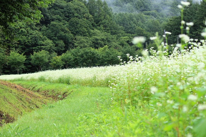 標高約９００ｍ以上に位置し森林山岳面積約９８％の檜枝岐村には、蕎麦畑の光景がとてもよく似合います（２０２４年８月２８日）。