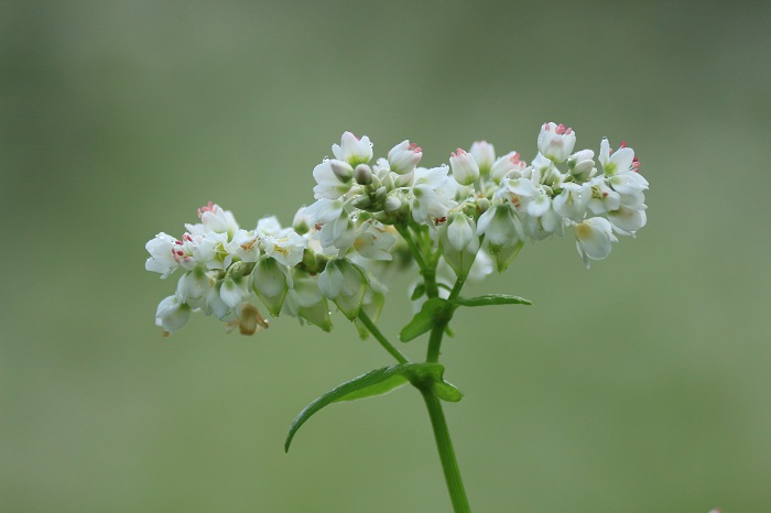 夏休みも終わる頃の朝、蕎麦畑で出会った蕎麦の花はやはり本当に美しい姿でした（２０２４年８月２８日）。