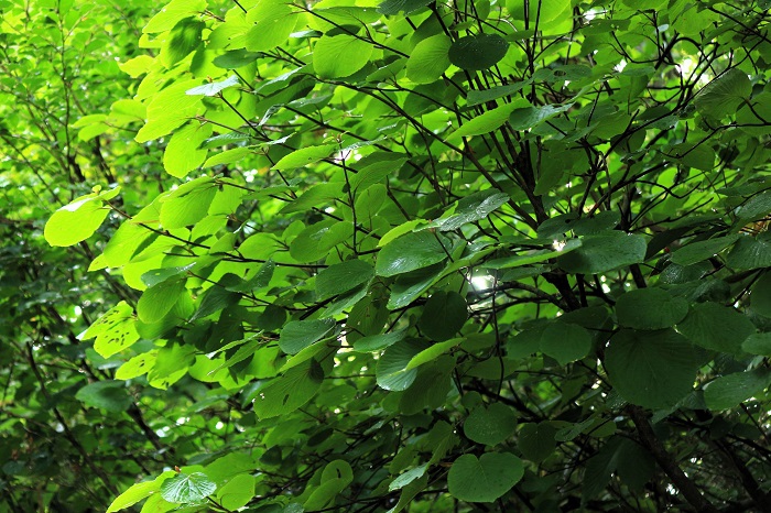 紅葉になると、多くが枯れた状態になりますが、夏の緑は、本当に綺麗なオオカメノキです（２０２４年８月２８日）。