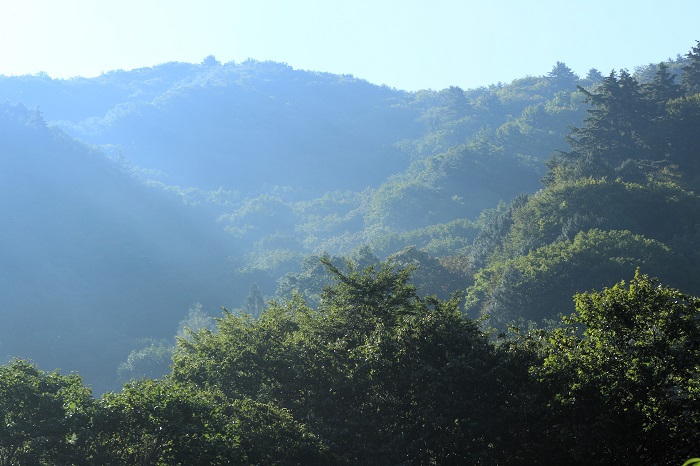 初秋といっても、まだまだ緑濃い９月初旬の尾瀬野の渓谷の山々を見つめて（２０２４年９月９日）。