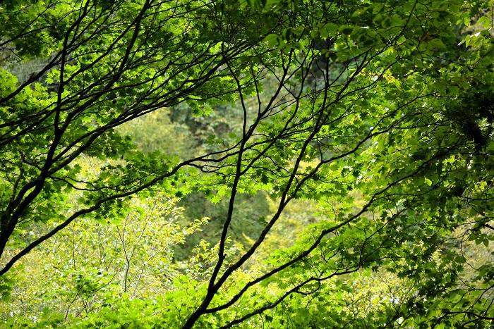 真っ青なモミジの姿。このモミジは、１０月２０日現在ようやく２か所の真っ赤な紅葉の葉が見られ始めておりました（２０２４年９月２３日）。