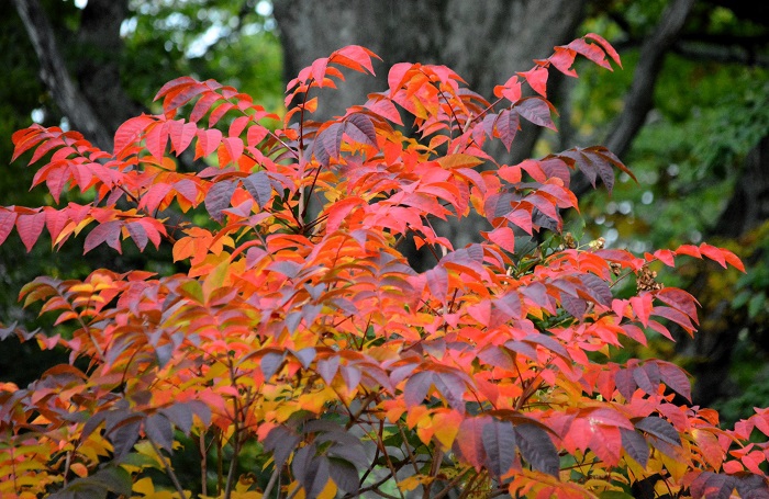 紅葉のトップを彩るのが、この漆ですが、サワグルミの葉なども早くから色づきます（２０２４年１０月２日）。