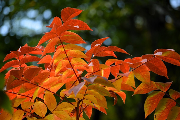 １０月になると紅葉の始まりの象徴でもある、漆の紅葉と秋色の姿が見られ始め、秋色本番の季節到来の予感でした（２０２４年１０月２日）。