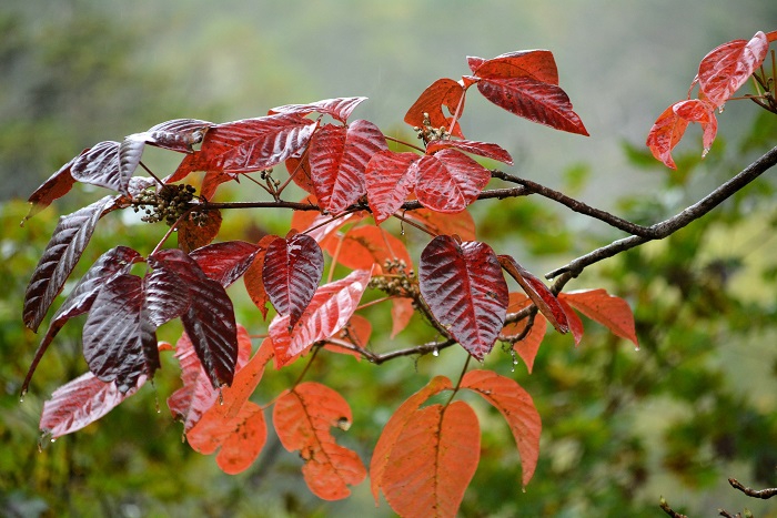 ツタウルシが美しい年は、紅葉も本当に美しく見られることが多いですが、今年の紅葉は、はたしてどうかなと日々思い続けた日々でした（２０２４年１０月８日）。