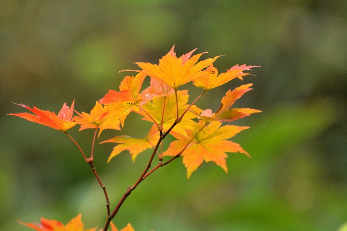 遅れていた紅葉が鮮やかに変わり始めるのを実感できたのが、１０月中旬のこの頃でした（２０２４年１０月１８日）。