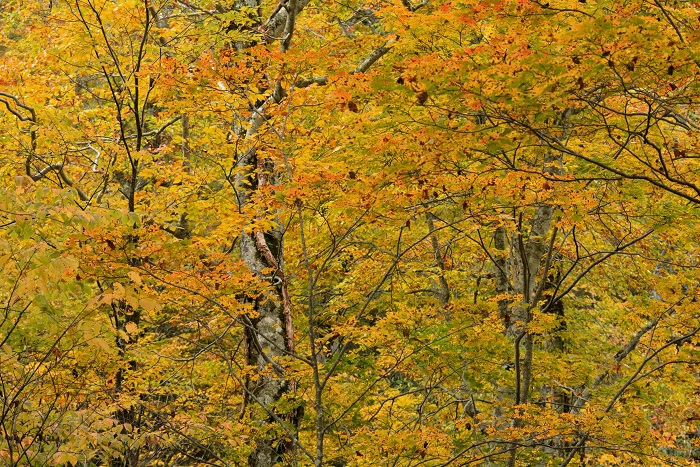 尾瀬ブナ平の紅葉は別世界の紅葉と自然の姿に変わり始めていた頃でした（２０２４年１０月１８日）。