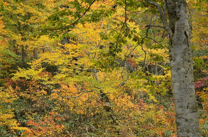 遅れていた紅葉の姿として、もう１０月１８日になるのに、まだまだブナの木の葉の青い姿が目立つこの頃でした（２０２４年１０月１８日）。