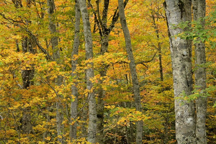 ブナの木の青葉の中に、黄色に色づき始めた原生林の紅葉。本当に鮮やかな光景でした（２０２４年１０月１８日）。