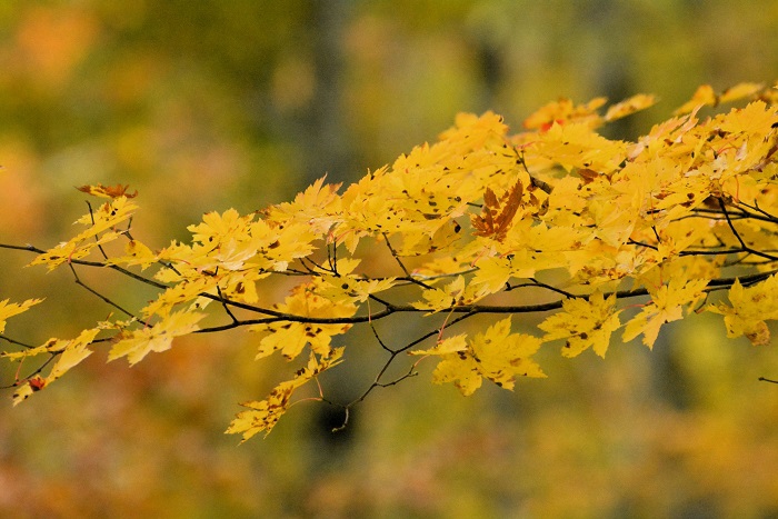 この頃は赤よりも黄色の紅葉が広がりを見せ始めた頃でした（２０２４年１０月１８日）。