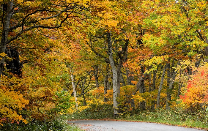 この日の紅葉は本当に鮮やかで、秋の美しさ満開でした（２０２４年１０月１８日）。