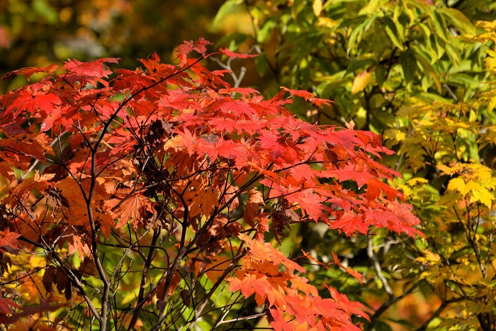 黄色の中にひときわ輝く赤い紅葉のモミジ。今年もようやく始まってきたかなという、うれしい印象でした（２０２４年１０月１８日）。