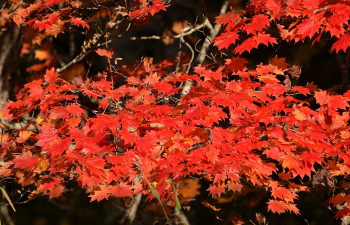 紅葉の主役「モミジ」。モミジが紅葉の全盛期から晩秋の落葉の季節まで、秋の紅葉の素晴らしさというものを、をすべて語ってくれます（２０２４年１０月１８日）。