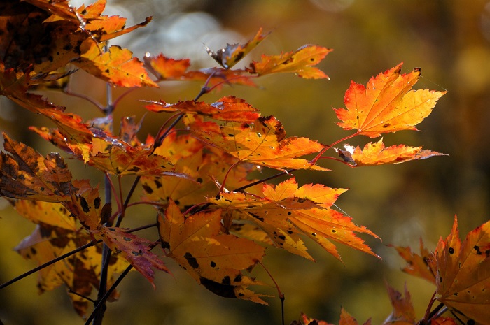 今年も、ようやく紅葉の最盛期がやってくるという、うれしい思いに掻き立てられる日々の到来。やはり紅葉は美しかったし、自然の素晴らしさを教えられた日々でした（２０２４年１０月１８日）。