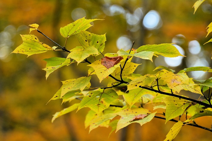 イチョウの紅葉も今年はやはり遅く、この頃になってようやく美しい紅葉のイチョウが見られました（２０２４年１０月１８日）。