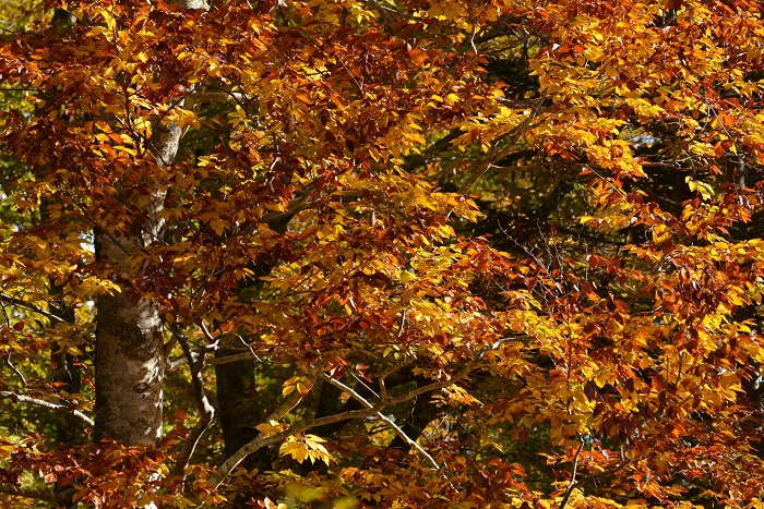 昨年の紅葉ほどではありませんが、今年のブナの木の紅葉も美しく雄大なものでした（２０２４年１０月１８日）。