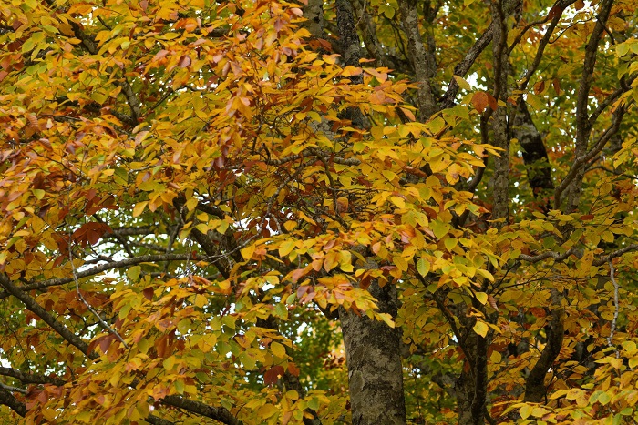 ようやく紅葉に色づき始めた、ブナの木の姿です（２０２４年１０月１８日）。