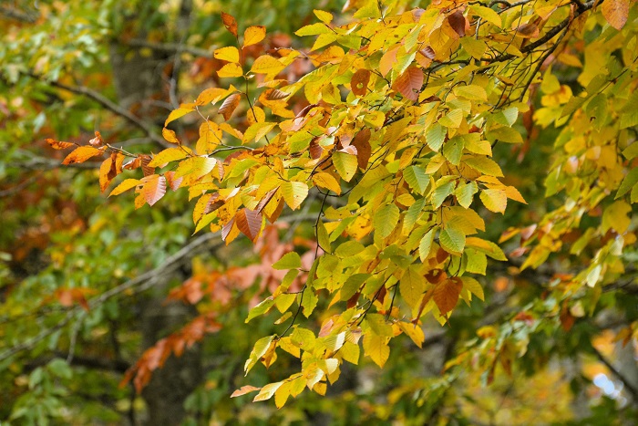 緑から秋色に変わりつつあるブナの木の姿。近年、紅葉は本当に遅くなってきております（２０２４年１０月１８日）。