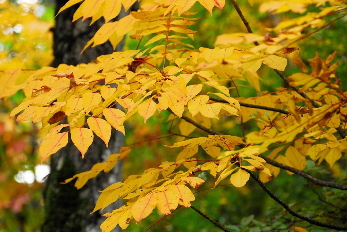 この頃は、漆の黄色も鮮やかで、秋の紅葉の美しさを彩る光景が見られました（２０２４年１０月１９日）。