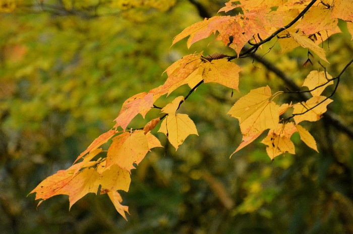 イチョウも最初の頃は元気がありませんでしたが、後半は本当に美しいイチョウの紅葉が見られました（２０２４年１０月１９日）。