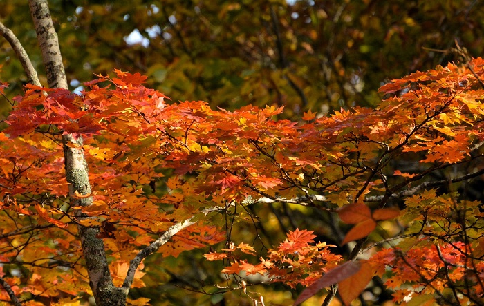 どんなに紅葉の季節や紅葉の見頃が移り変わってゆこうとも、モミジの秋の紅葉の素晴らしさは変わることなく永遠に続いていってほしいと思います（２０２４年１０月１９日）。