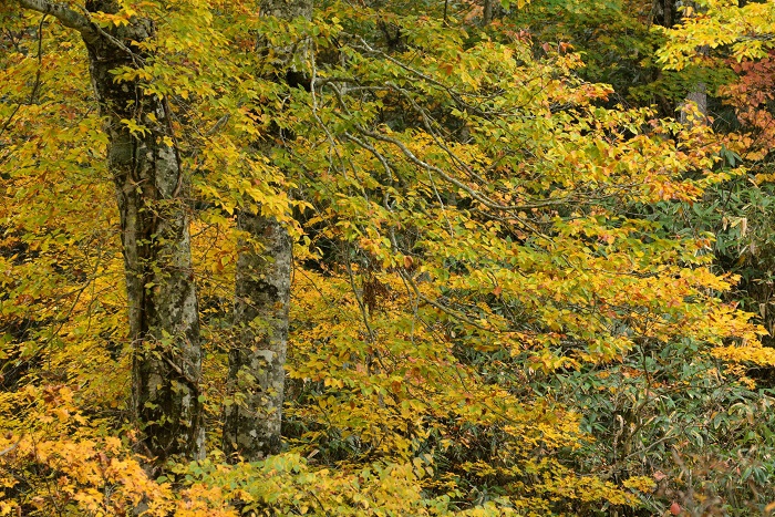 遅れてやってくる紅葉でも、日々移り変わる姿は本当に美しいものでした（２０２４年１０月１９日）。