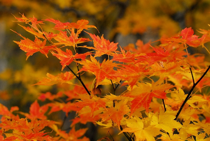 黄色から赤へと移り行くモミジの紅葉。本当に鮮やかな光景でした（２０２４年１０月１９日）。