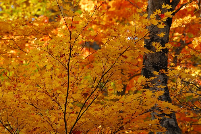 巨大なブナの木の脇で素晴らしい秋の光景を見せているモミジの姿は別世界の紅葉の姿でした（２０２４年１０月１９日）。